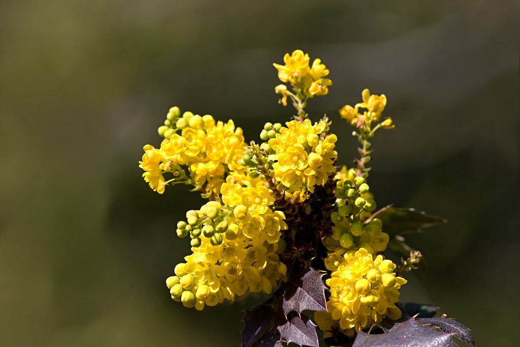 bloesem hdr voorjaar lente bloem bloemen flora fruitbomen betuwe kersenbloesem japan sakura fruit fruitbomen